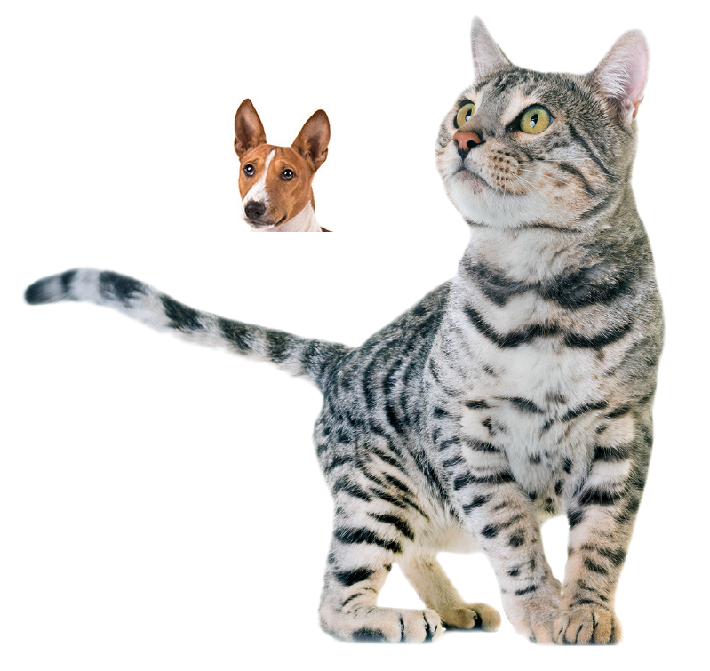 File:Cat and dog.png