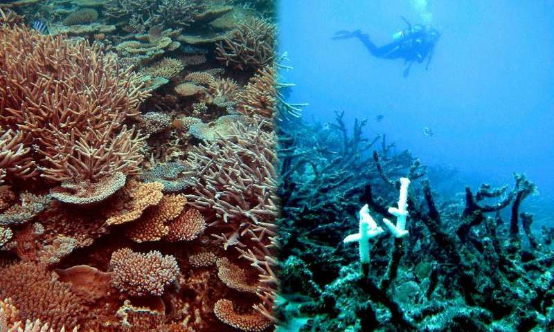 File:Corals.jpg
