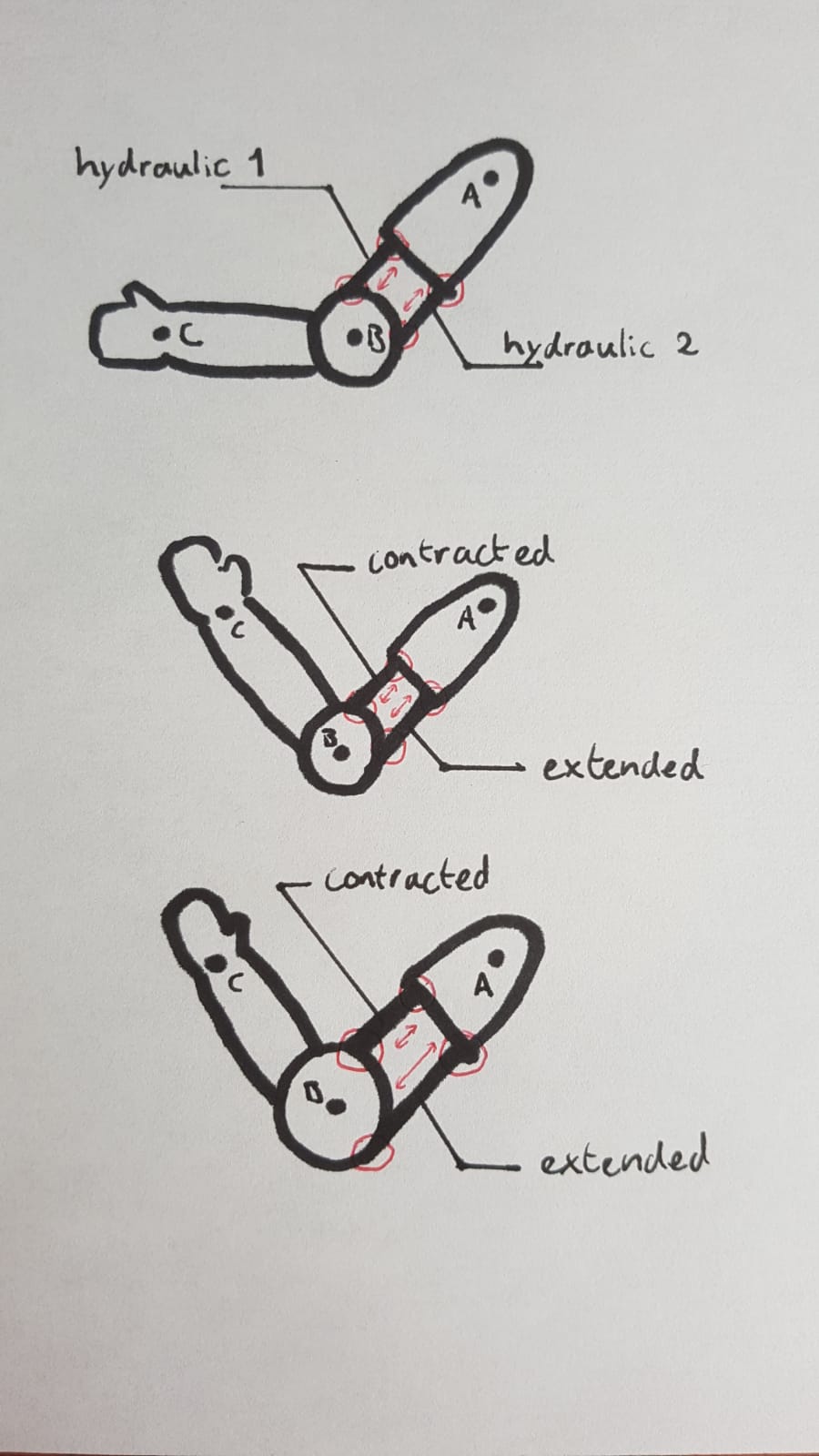 Forces on elbow joint