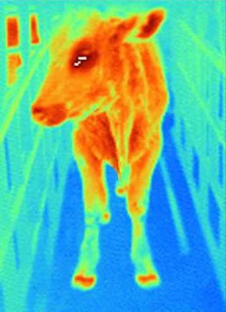 File:Thermal image cow.jpg