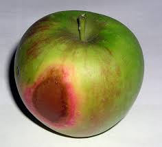 Picture of an sunburned apple.